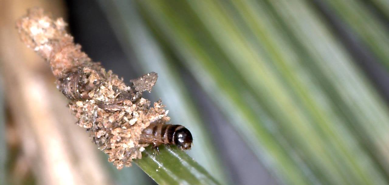 How Much Damage Can A Bagworm Really Do? – Horticultural Society of ...